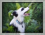 Pies, Border collie, Zarośla